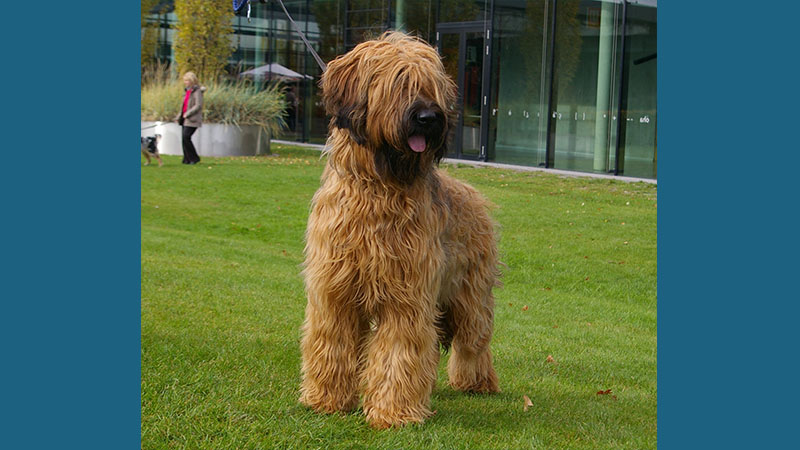 Briard 7