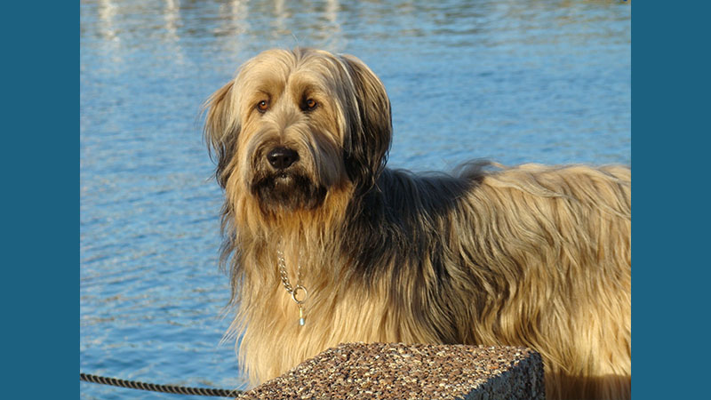 Briard 8