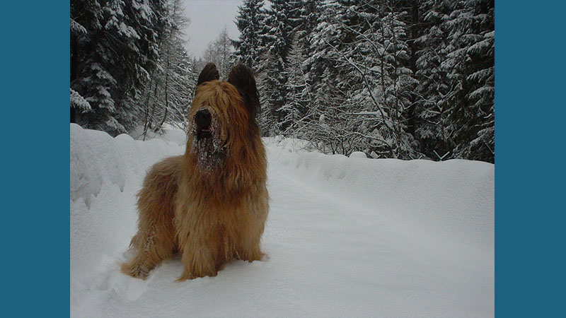 Briard 9