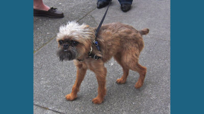 Brussels Griffon 1