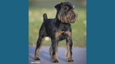 Brussels Griffon 3