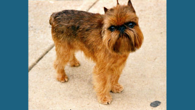 Brussels Griffon 4