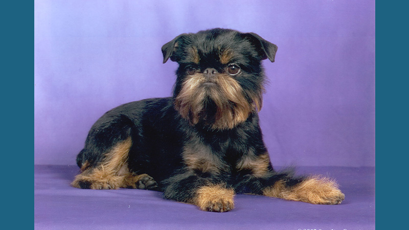 Brussels Griffon 6