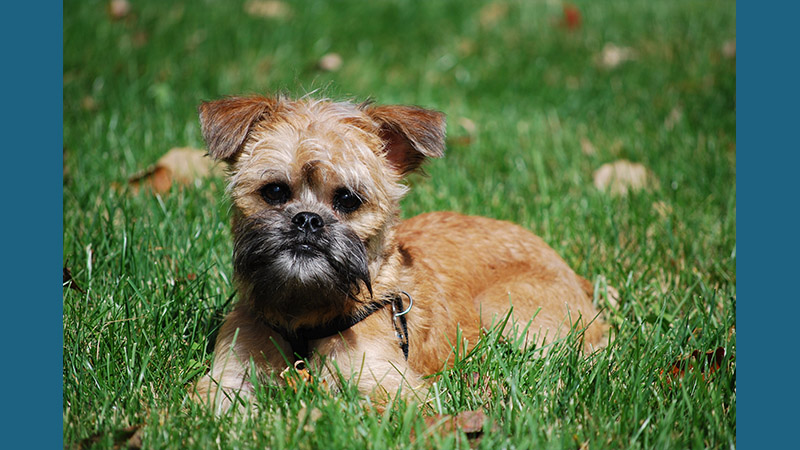 Brussels Griffon 8