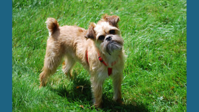 Brussels Griffon 9