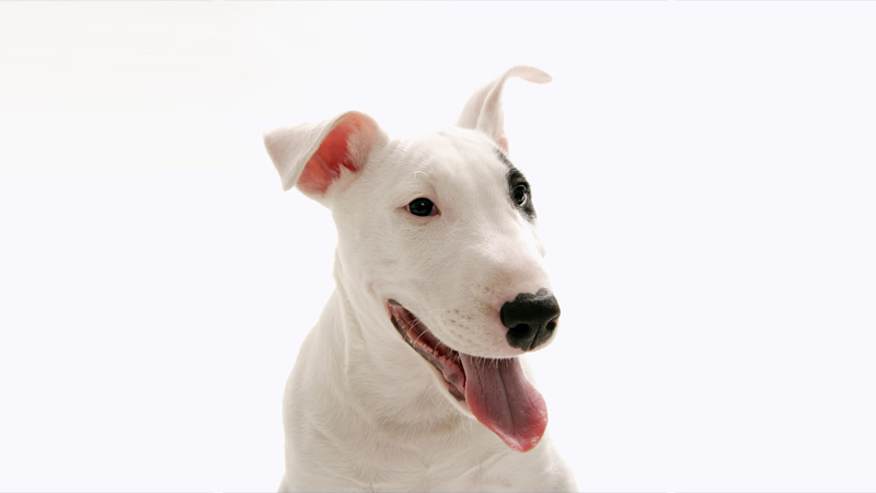 Bull Terrier 1