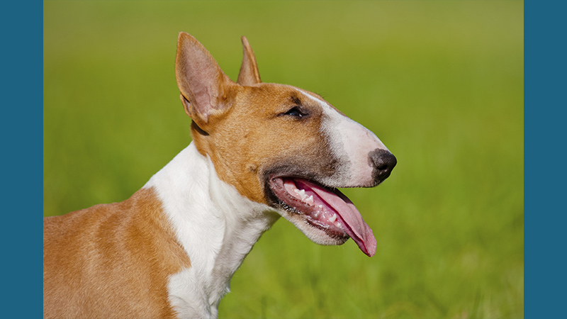 Bull Terrier 11