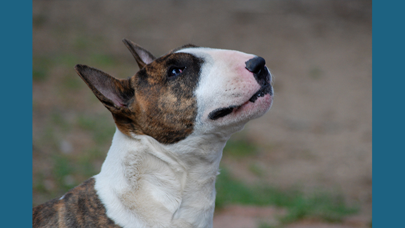 Bull Terrier 12