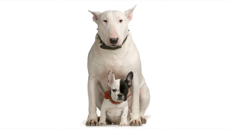 Bull Terrier 2