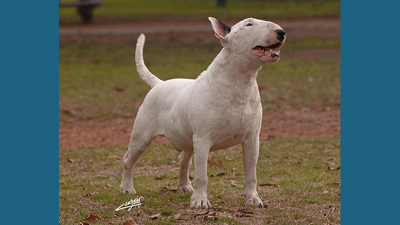 Bull Terrier 3