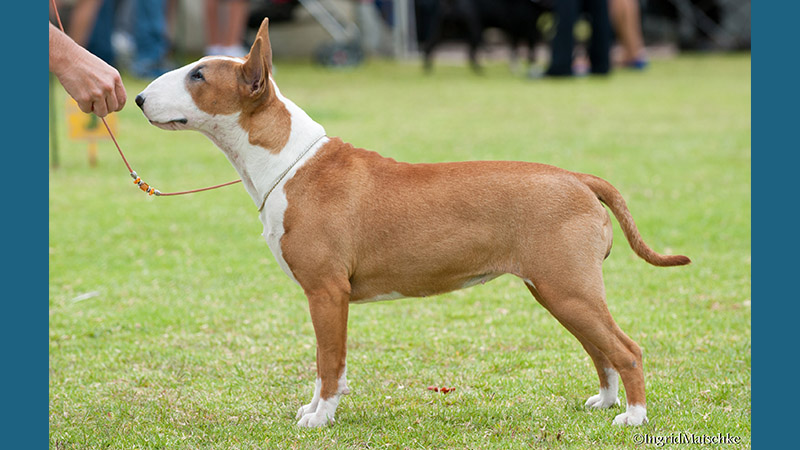 Bull Terrier 5