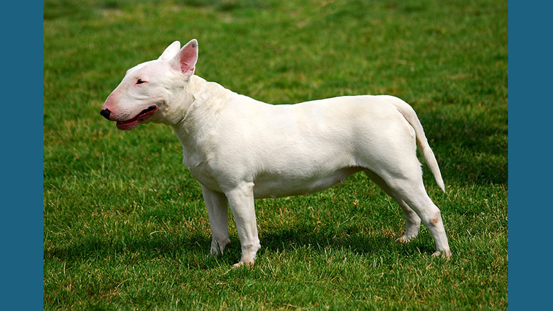 Bull Terrier 6