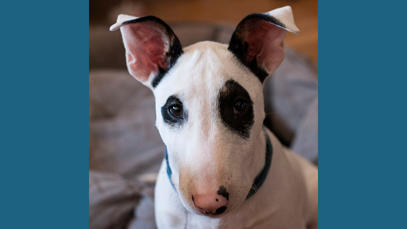 Bull Terrier 7