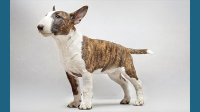 Bull Terrier 9