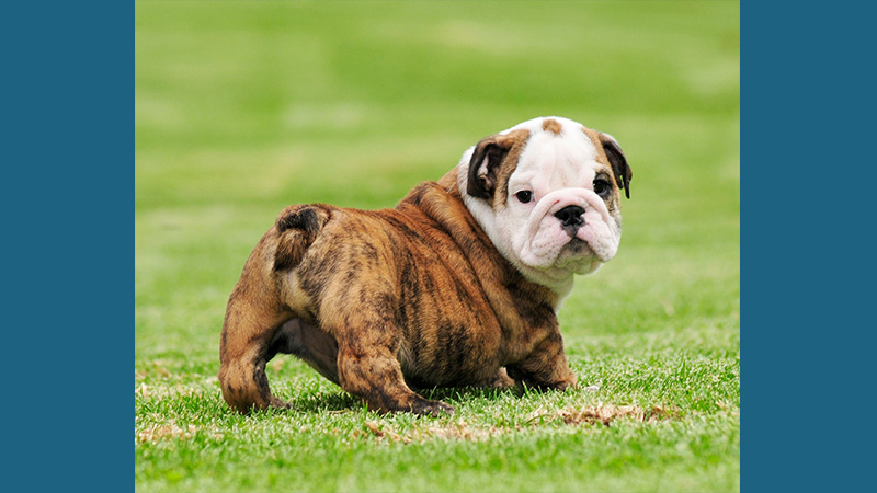 Bulldog 1