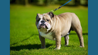 Bulldog 3