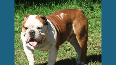 Bulldog 5