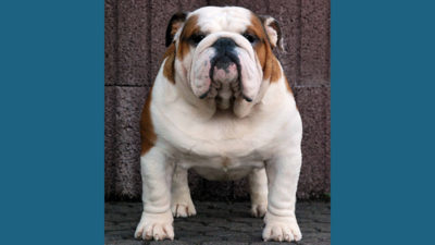 Bulldog 9