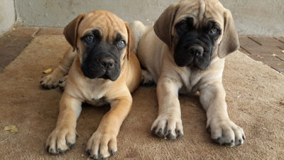 Bullmastiff 1