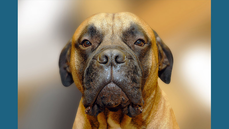 Bullmastiff 10