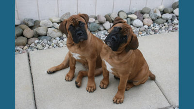 Bullmastiff 11