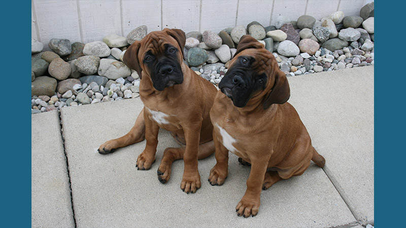 Bullmastiff 11