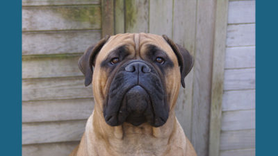 Bullmastiff 12