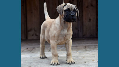 Bullmastiff 13