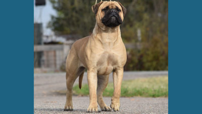 Bullmastiff 14