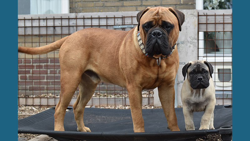 Bullmastiff 15