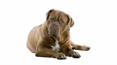 Bullmastiff 16