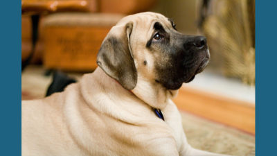 Bullmastiff 17