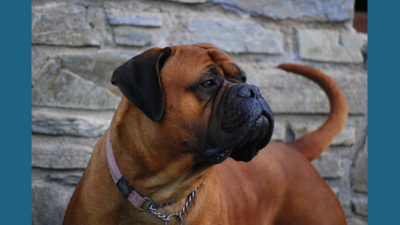 Bullmastiff 18