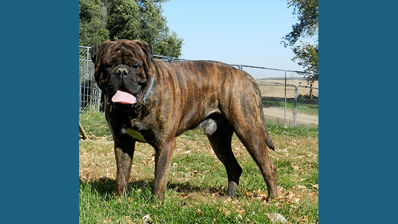 Bullmastiff 2