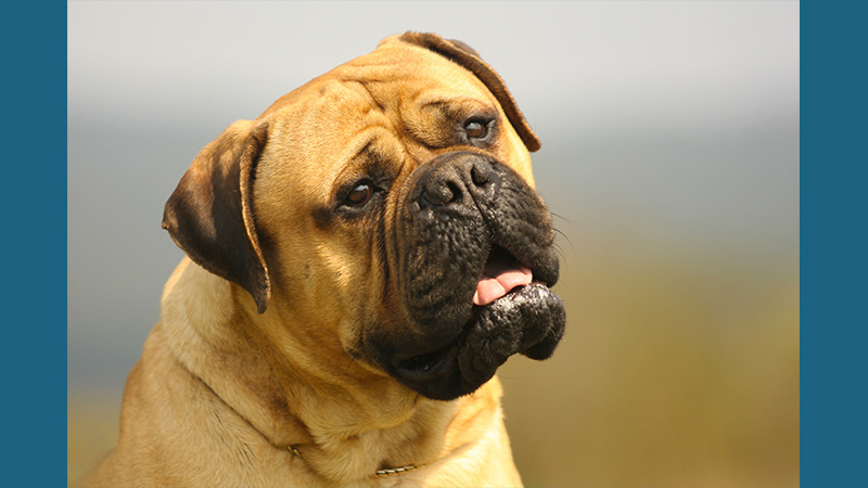 Bullmastiff 3