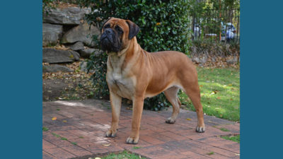 Bullmastiff 4