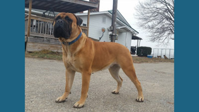 Bullmastiff 5