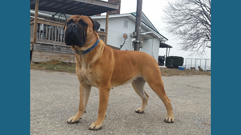 Bullmastiff 5