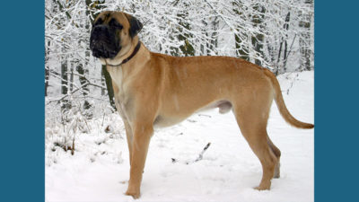 Bullmastiff 6