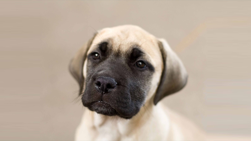 Bullmastiff 7