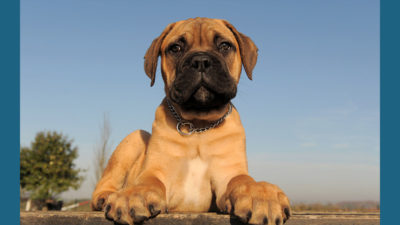 Bullmastiff 8