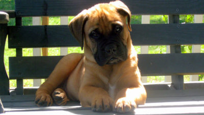 Bullmastiff 9