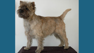 Cairn Terrier 1