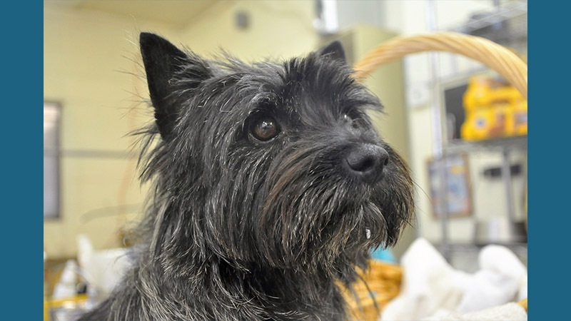 Cairn Terrier 10