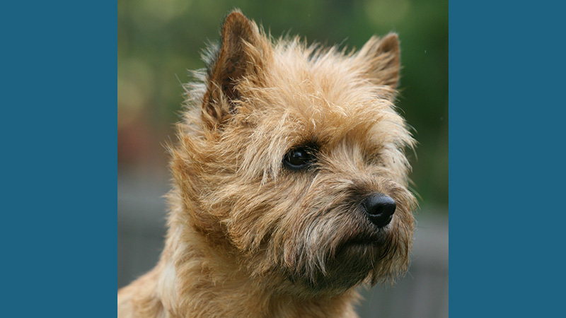 Cairn Terrier 11