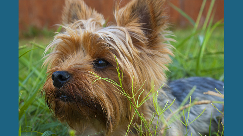 Cairn Terrier 12