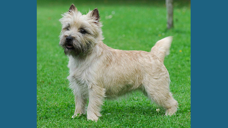 Cairn Terrier 13