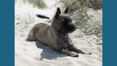 Cairn Terrier 14