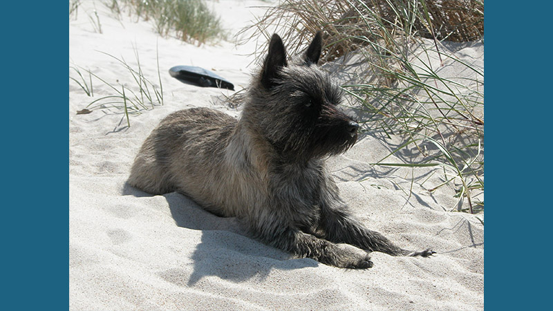 Cairn Terrier 14