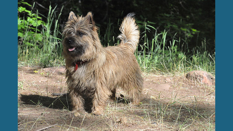 Cairn Terrier 15